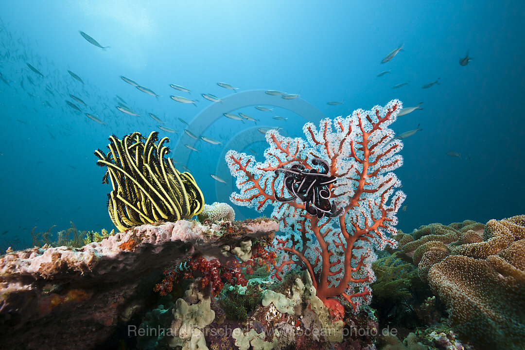 Featherstar in Coral Reef, n/a, Triton Bay, West Papua, Indonesia