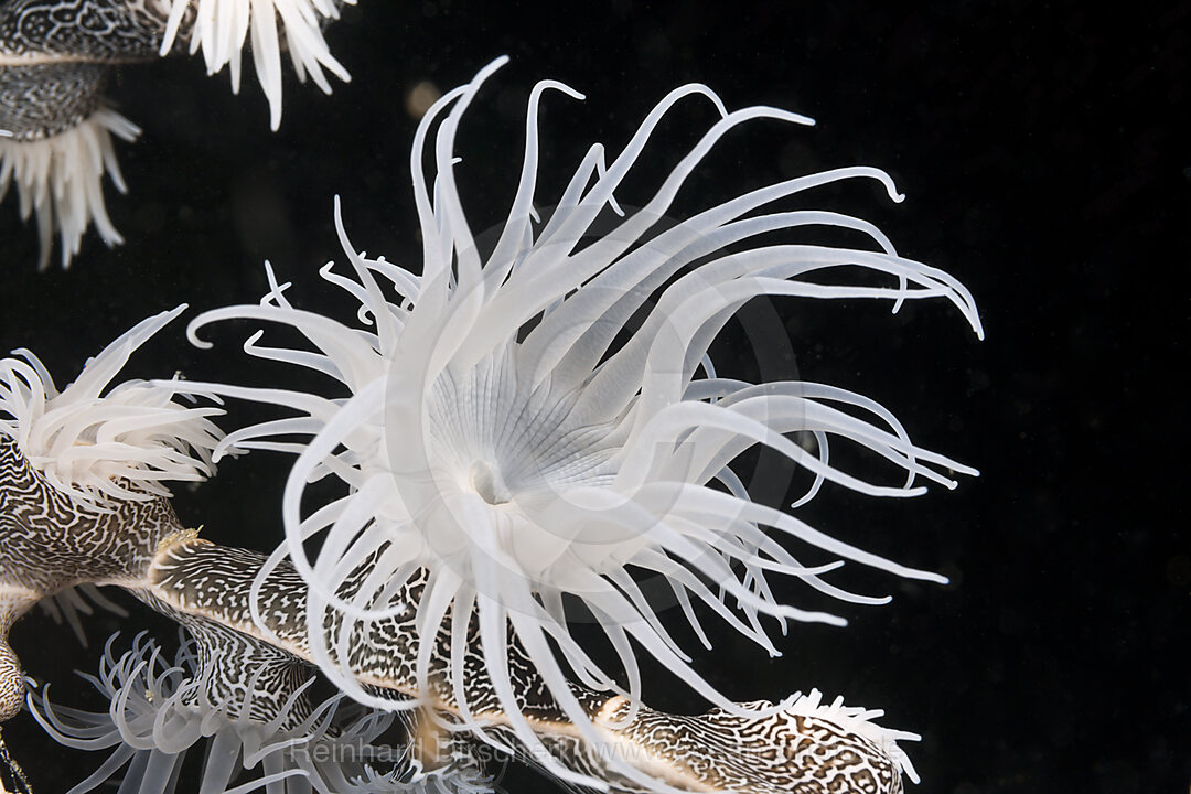 Colonising Anemone