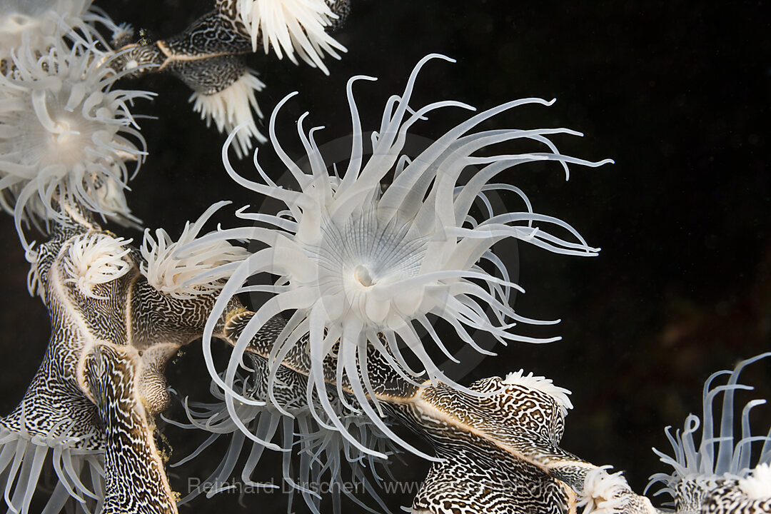 Colonising Anemone