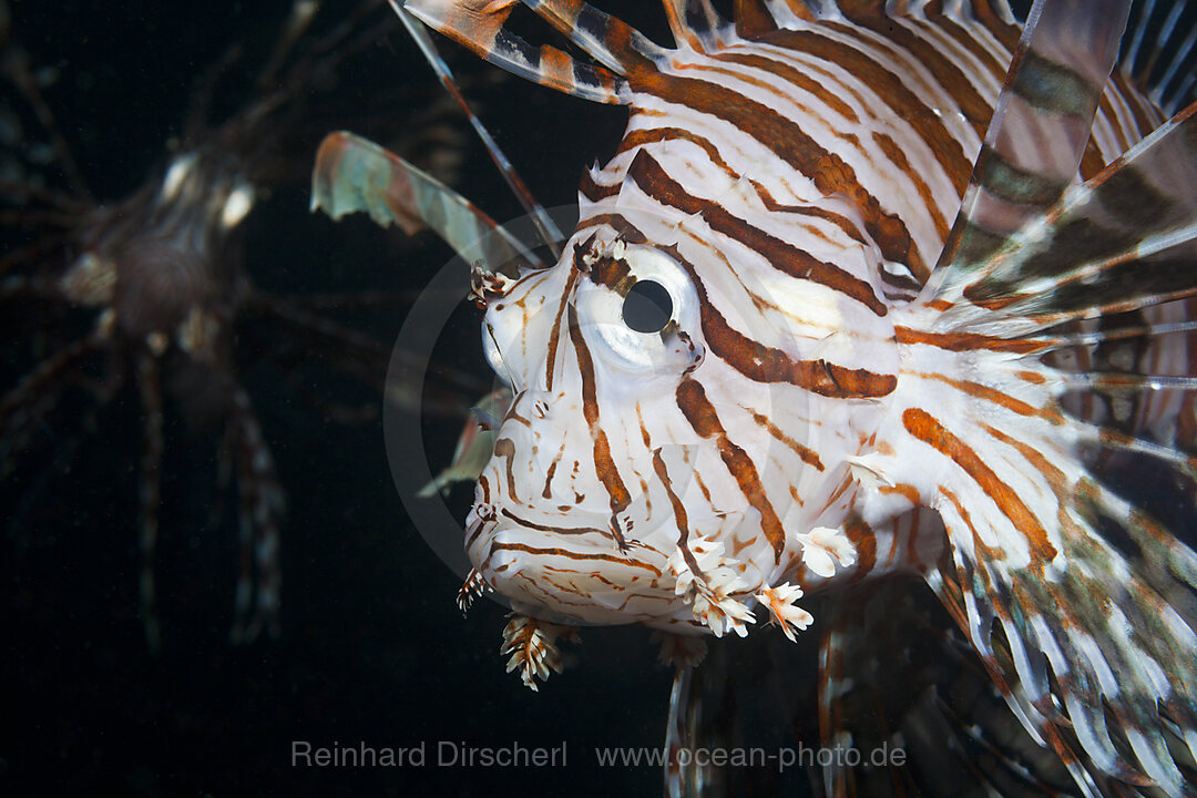 Rotfeuerfisch