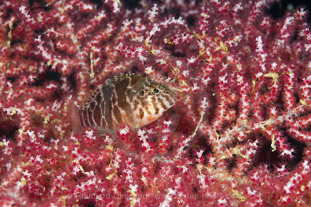 Threadfin Hawkfish