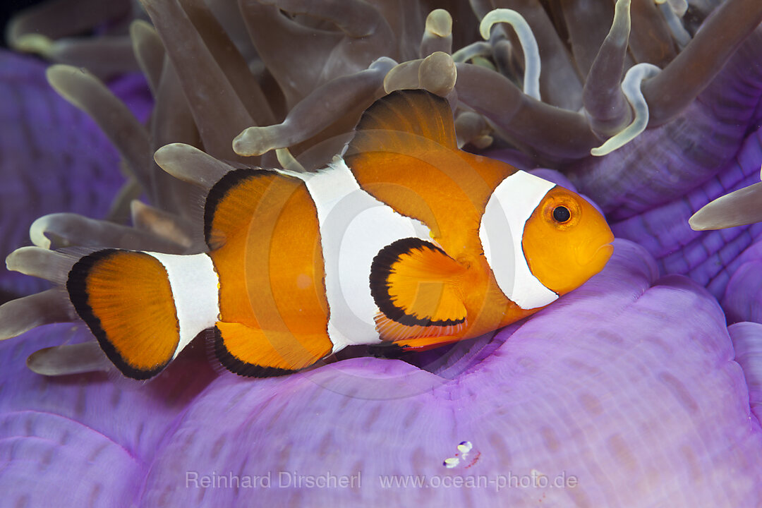 Clown Anemonefish