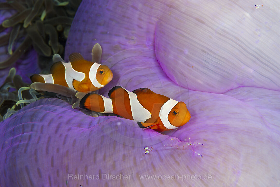 Orange-Ringel-Anemonenfisch