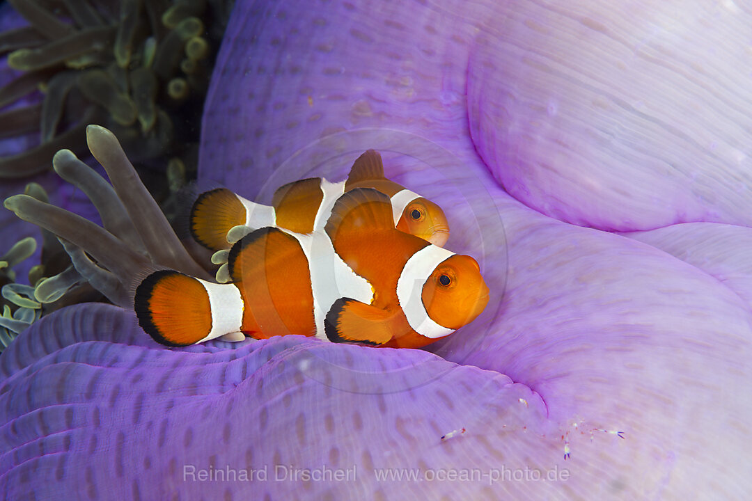 Orange-Ringel-Anemonenfisch