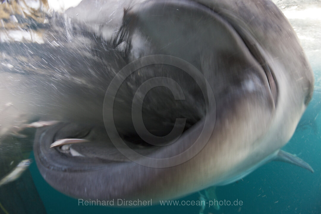 Feeding Whale Shark, Rhincodon typus, Triton Bay, West Papua, Indonesia