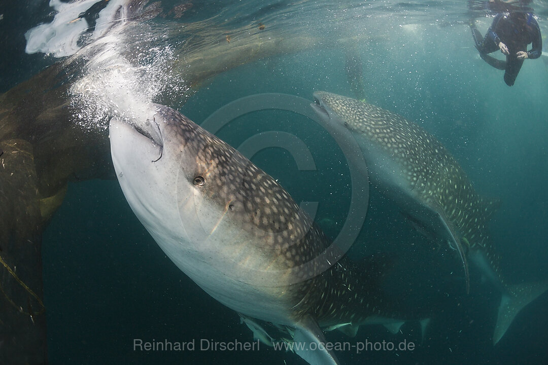 Fressender Walhai, Rhincodon typus, Triton Bay, West Papua, Indonesien