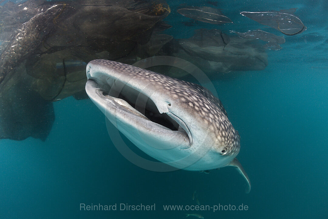 Walhai unter Fischerplattform