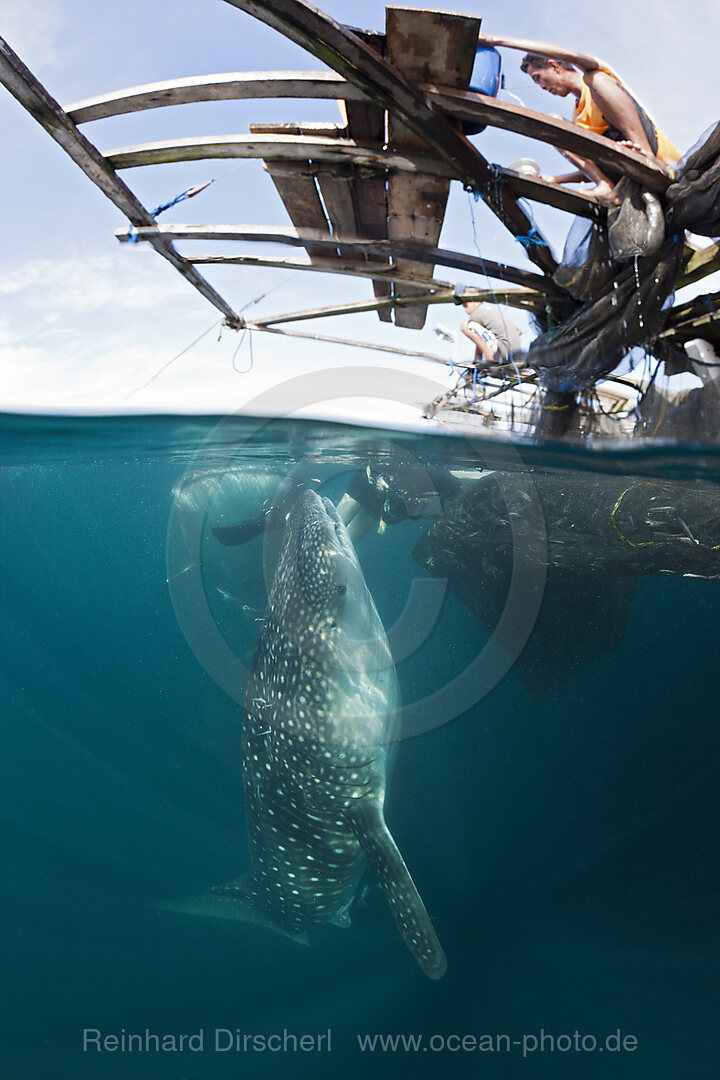 Fischer fuettern Walhaie, Rhincodon typus, Triton Bay, West Papua, Indonesien