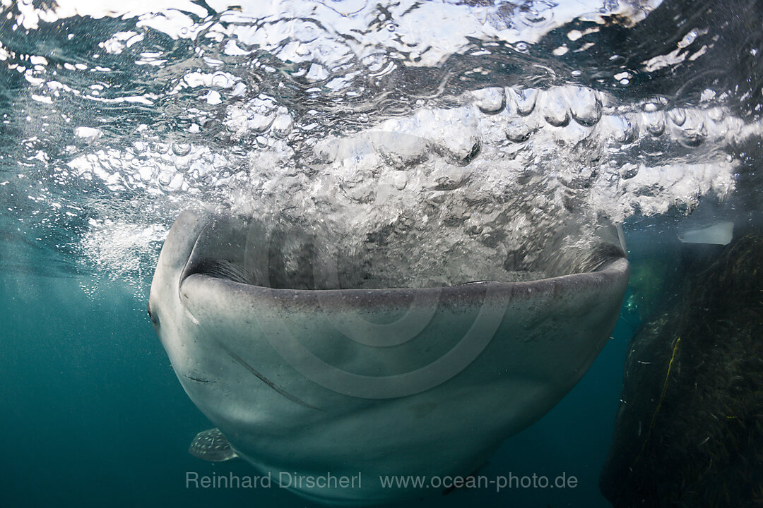 Fressender Walhai, Rhincodon typus, Triton Bay, West Papua, Indonesien