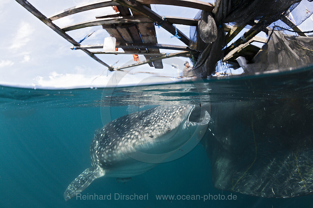 Fischer fuettern Walhaie, Rhincodon typus, Triton Bay, West Papua, Indonesien