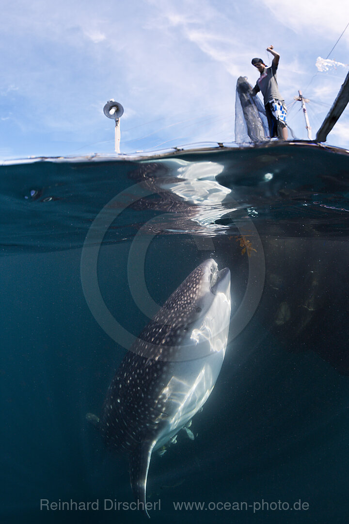 Fischer fuettern Walhaie, Rhincodon typus, Triton Bay, West Papua, Indonesien