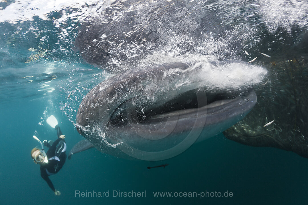 Walhai und Schnorchlerin, Rhincodon typus, Triton Bay, West Papua, Indonesien