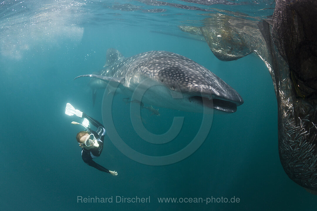 Walhai und Schnorchlerin, Rhincodon typus, Triton Bay, West Papua, Indonesien