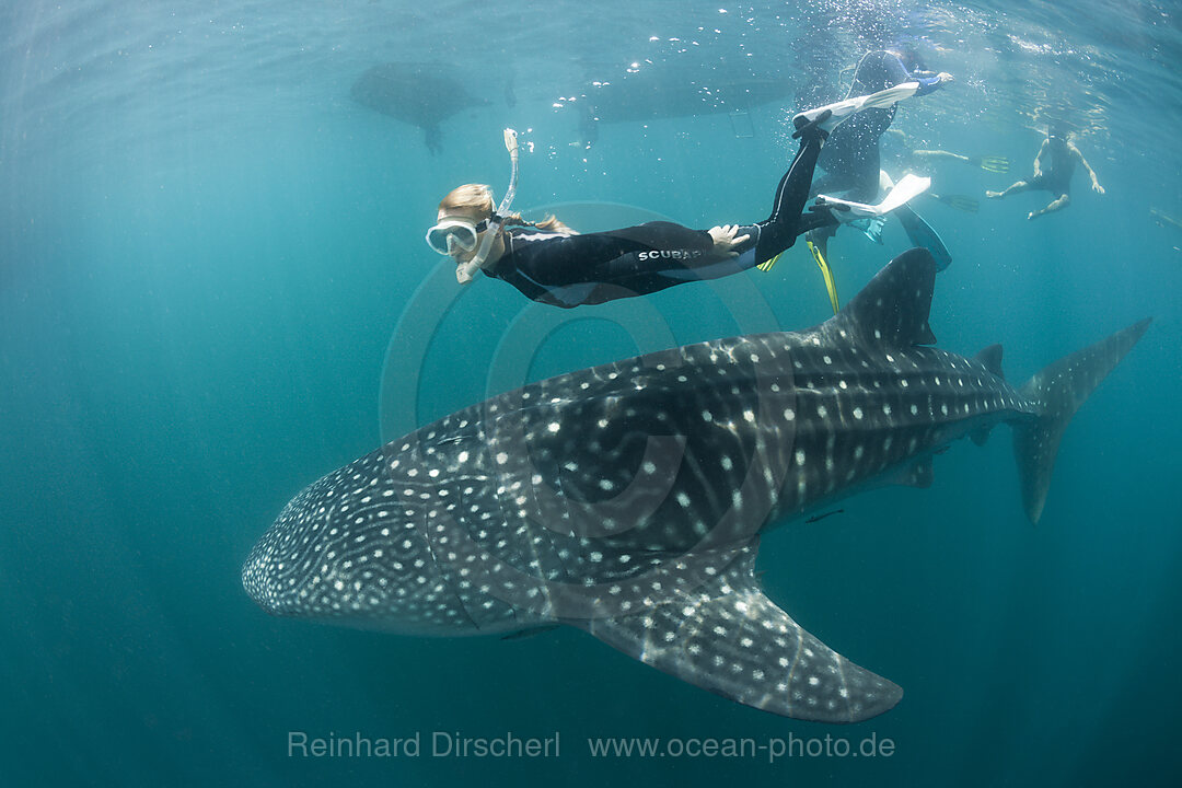 Walhai und Schnorchlerin, Rhincodon typus, Triton Bay, West Papua, Indonesien