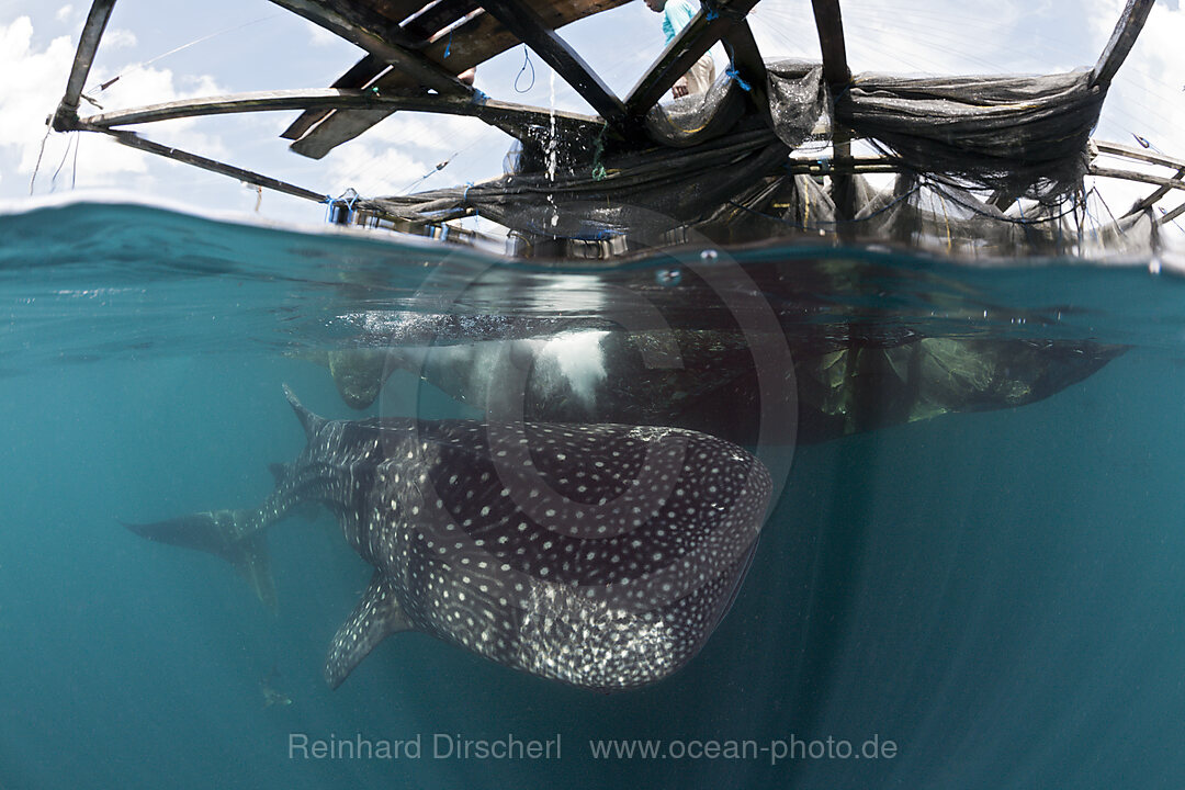 Fischer fuettern Walhaie, Rhincodon typus, Triton Bay, West Papua, Indonesien