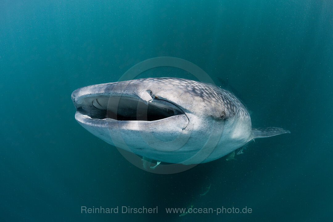 Whale Shark