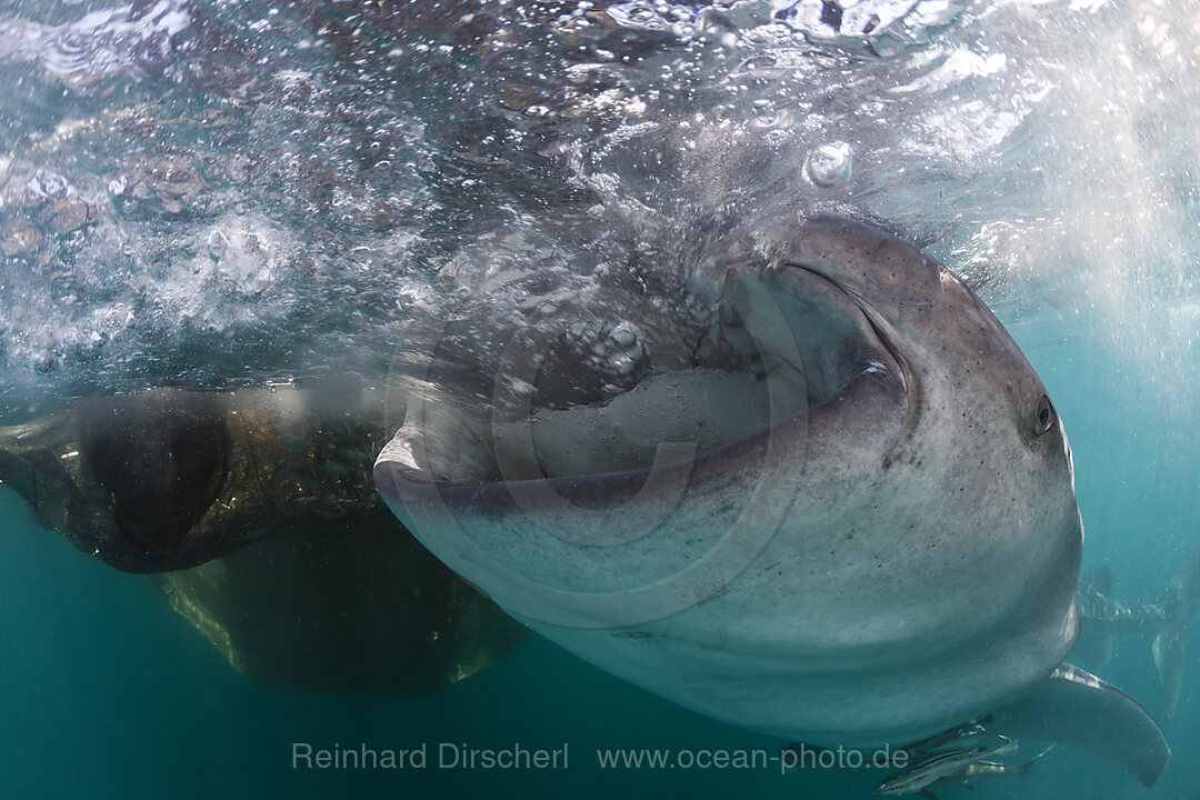 Feeding Whale Shark, Rhincodon typus, Triton Bay, West Papua, Indonesia