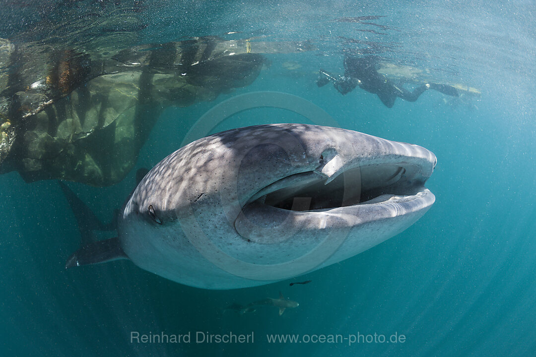 Whale Shark under Fishing Platform