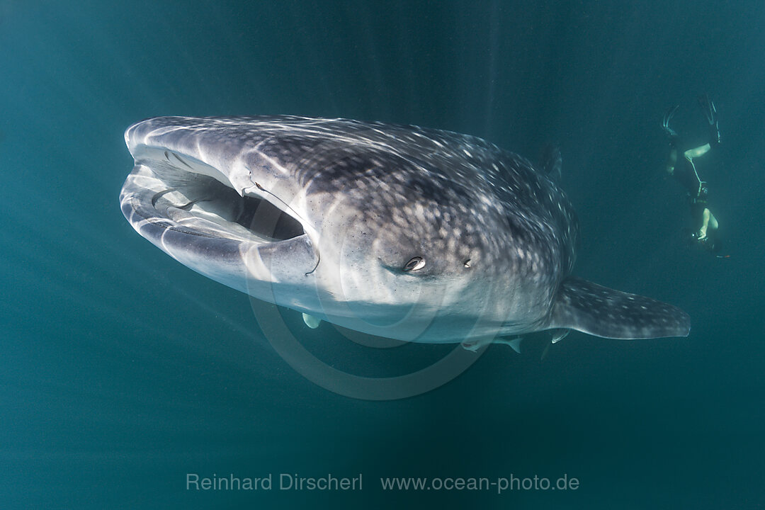 Whale Shark