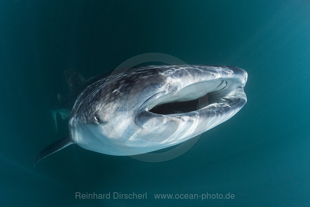 Whale Shark, Rhincodon typus, Triton Bay, West Papua, Indonesia