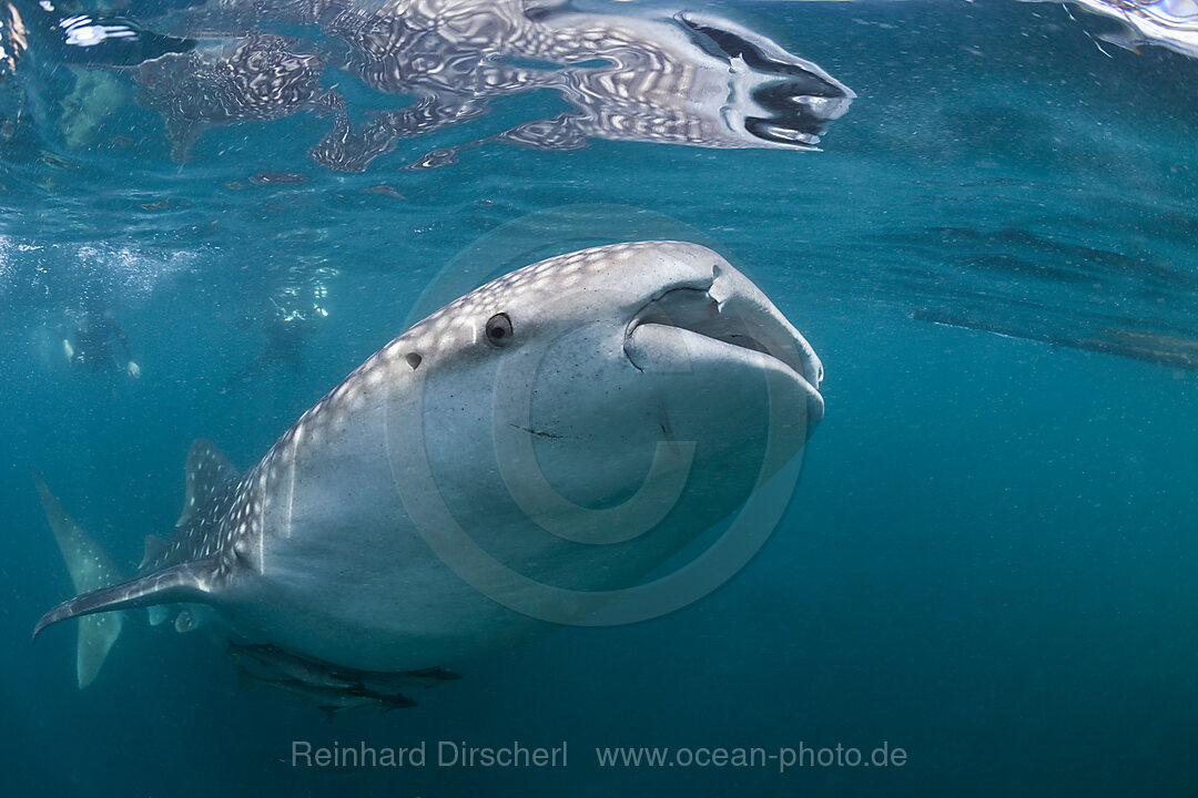 Whale Shark