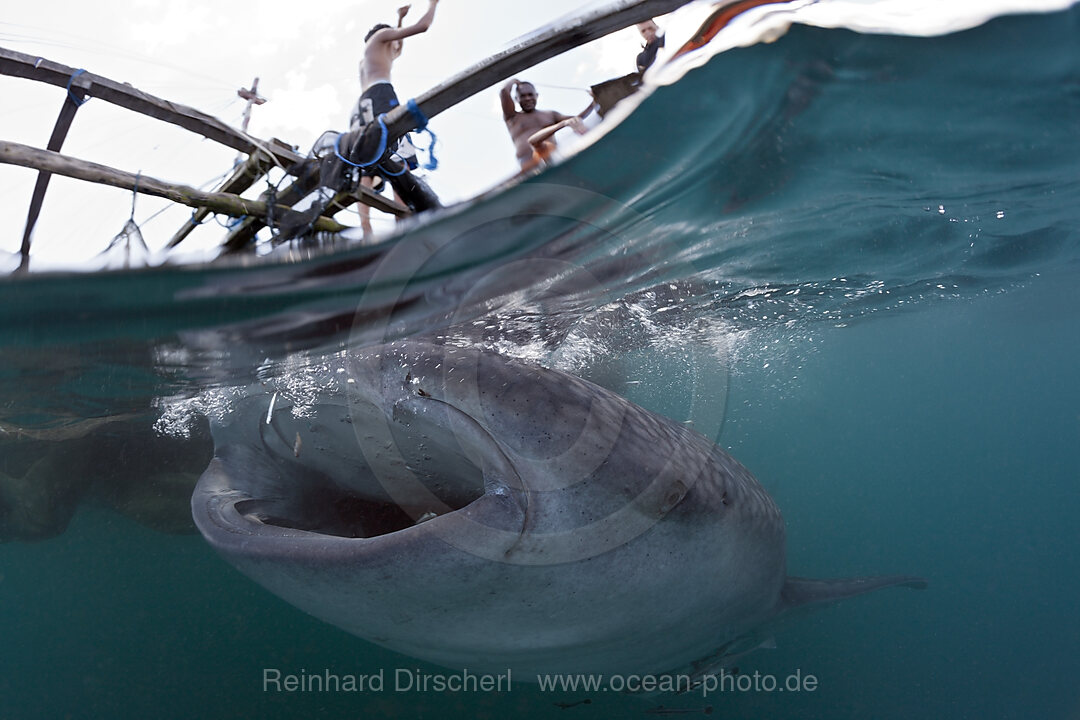 Fischer fuettern Walhaie, Rhincodon typus, Triton Bay, West Papua, Indonesien