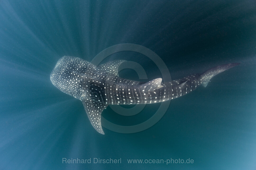 Whale Shark, Rhincodon typus, Triton Bay, West Papua, Indonesia