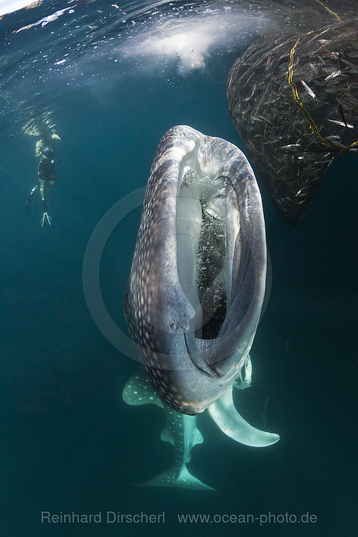 Feeding Whale Shark, Rhincodon typus, Triton Bay, West Papua, Indonesia