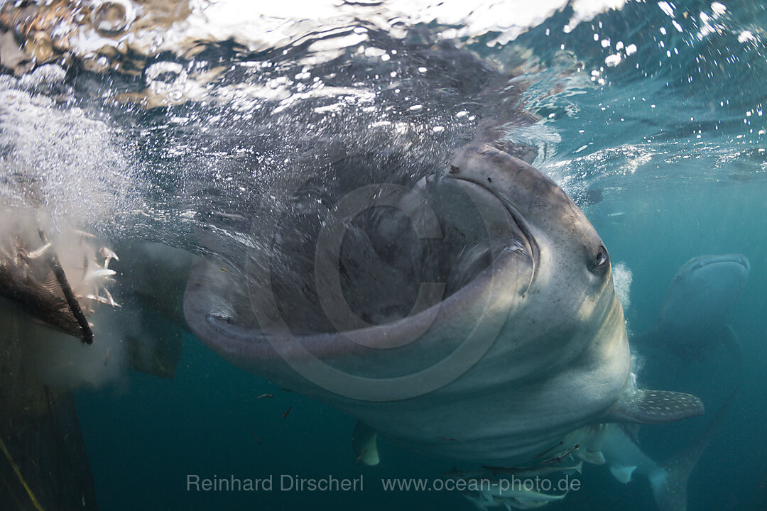 Fressender Walhai, Rhincodon typus, Triton Bay, West Papua, Indonesien