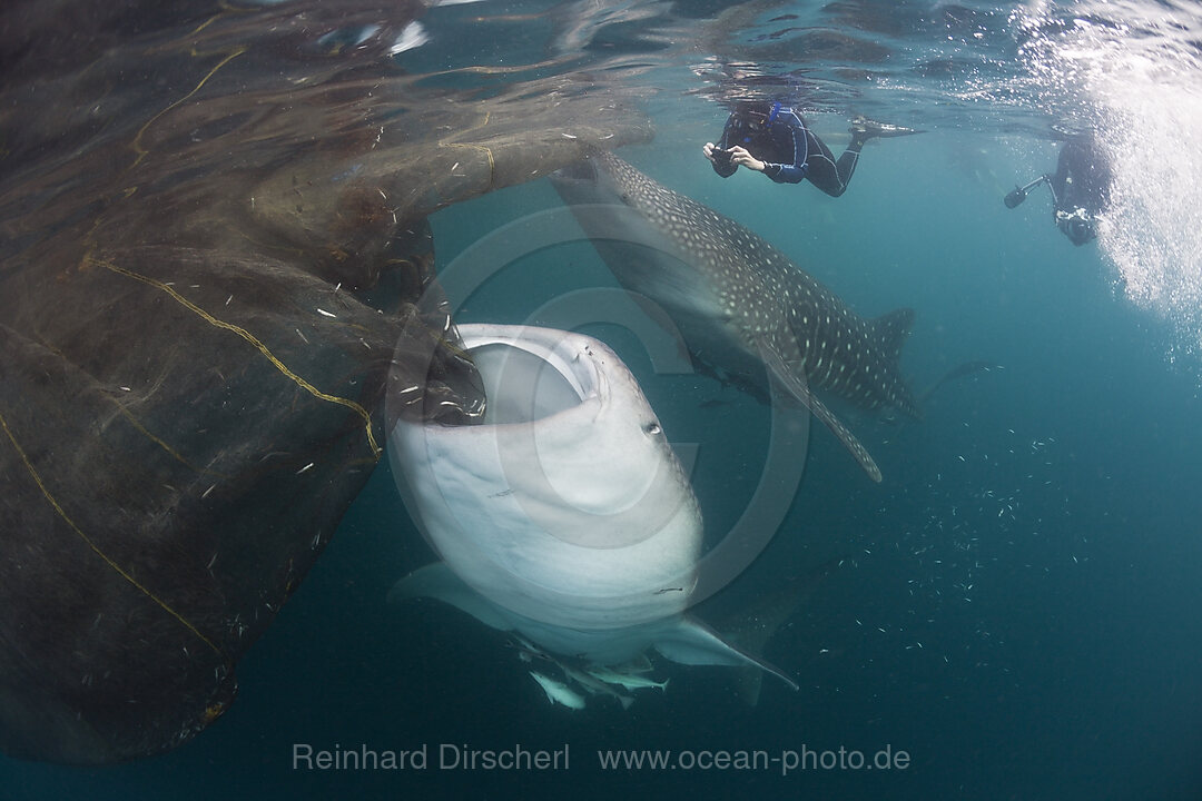 Feeding Whale Shark