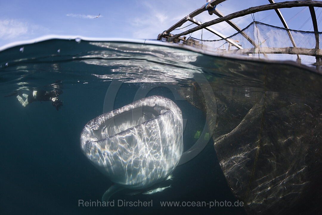 Fischer fuettern Walhaie, Rhincodon typus, Triton Bay, West Papua, Indonesien