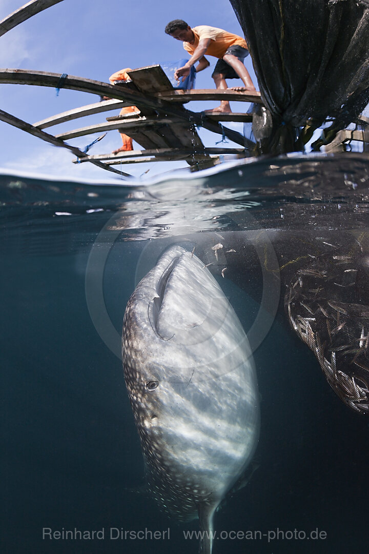 Fischer fuettern Walhaie, Rhincodon typus, Triton Bay, West Papua, Indonesien