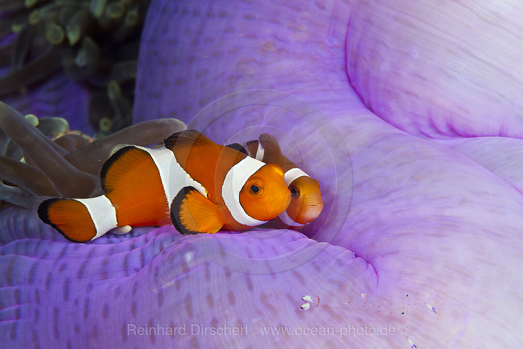Orange-Ringel-Anemonenfisch