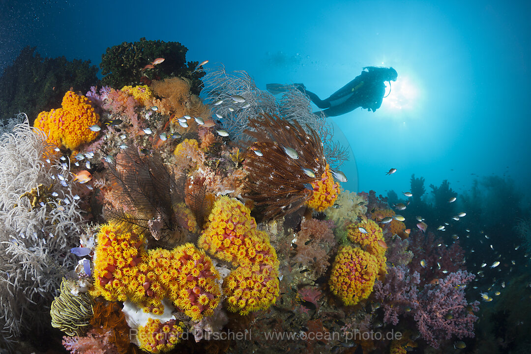Reef of Orange Cup Corals