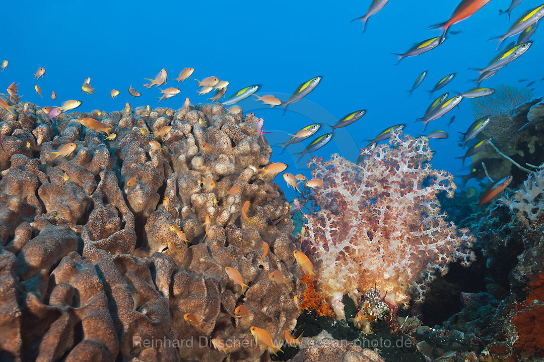 Lyretail Anthias