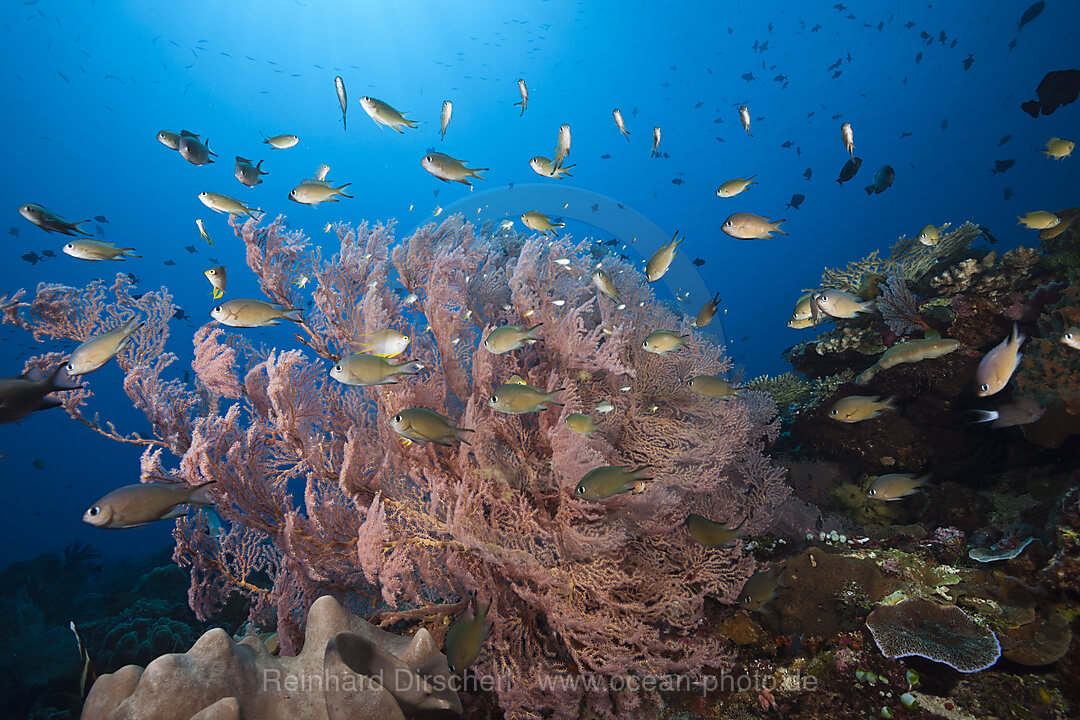 Chromis vor Gorgonie