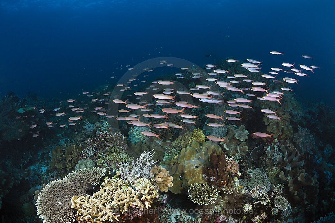 Banana Fusilier over Coral Reef
