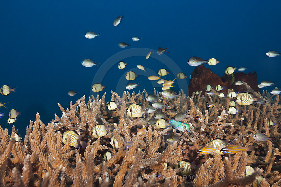 Various Coralfishes over Branching Corals