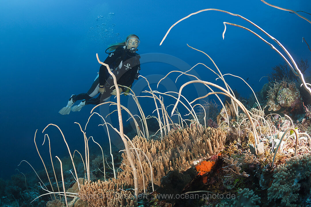 Seepeitschen und Taucher, Junceella fragilis, Tanimbar Inseln, Molukken, Indonesien