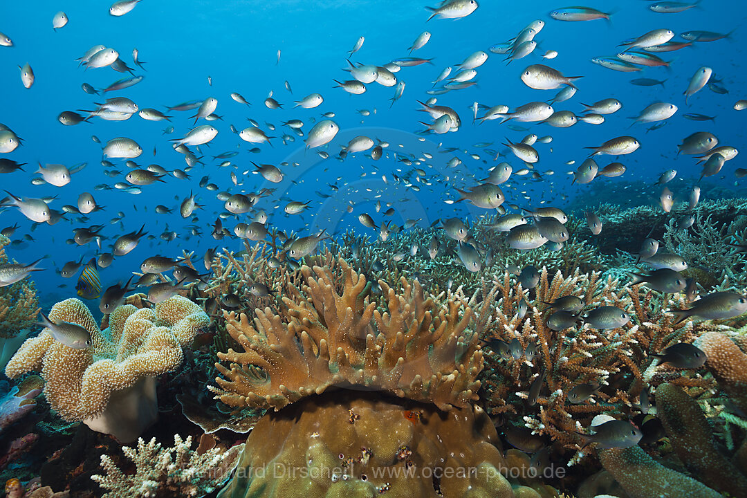 Chromis ueber Korallenriff, Chromis sp., Tanimbar Inseln, Molukken, Indonesien