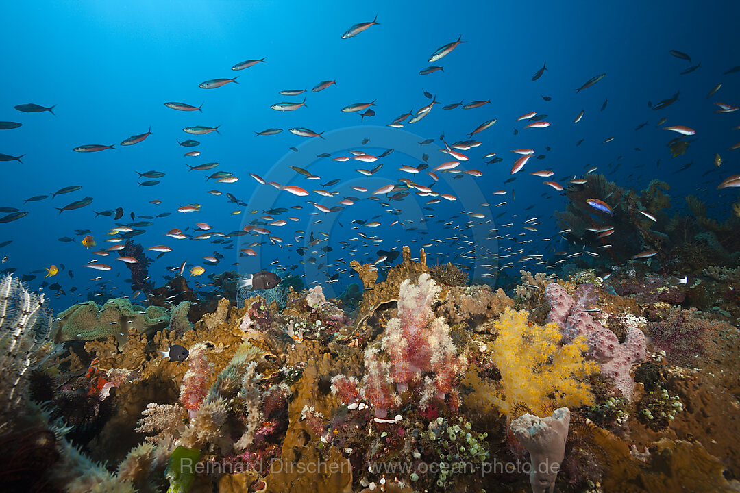 Various Coralfishes over Coral Reef, n/a, Tanimbar Islands, Moluccas, Indonesia