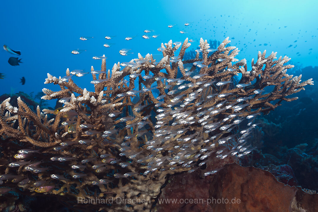 Schwarm Glasfische im Riff, Parapriacanthus ransonneti, Kai Inseln, Molukken, Indonesien