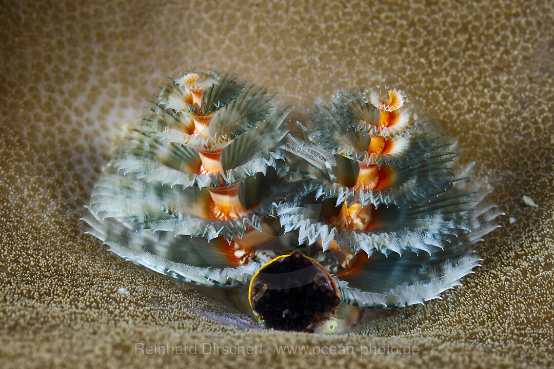 Blauer Roehrenwurm