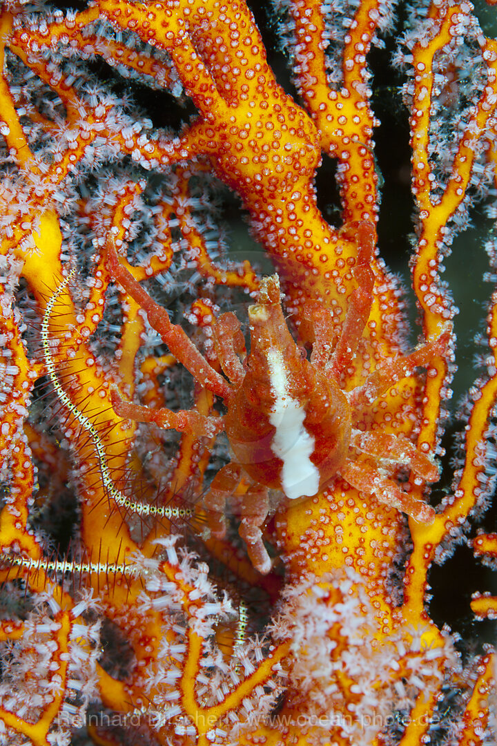 Conic Spider Crab, Xenocarcinus conicus, Kai Islands, Moluccas, Indonesia