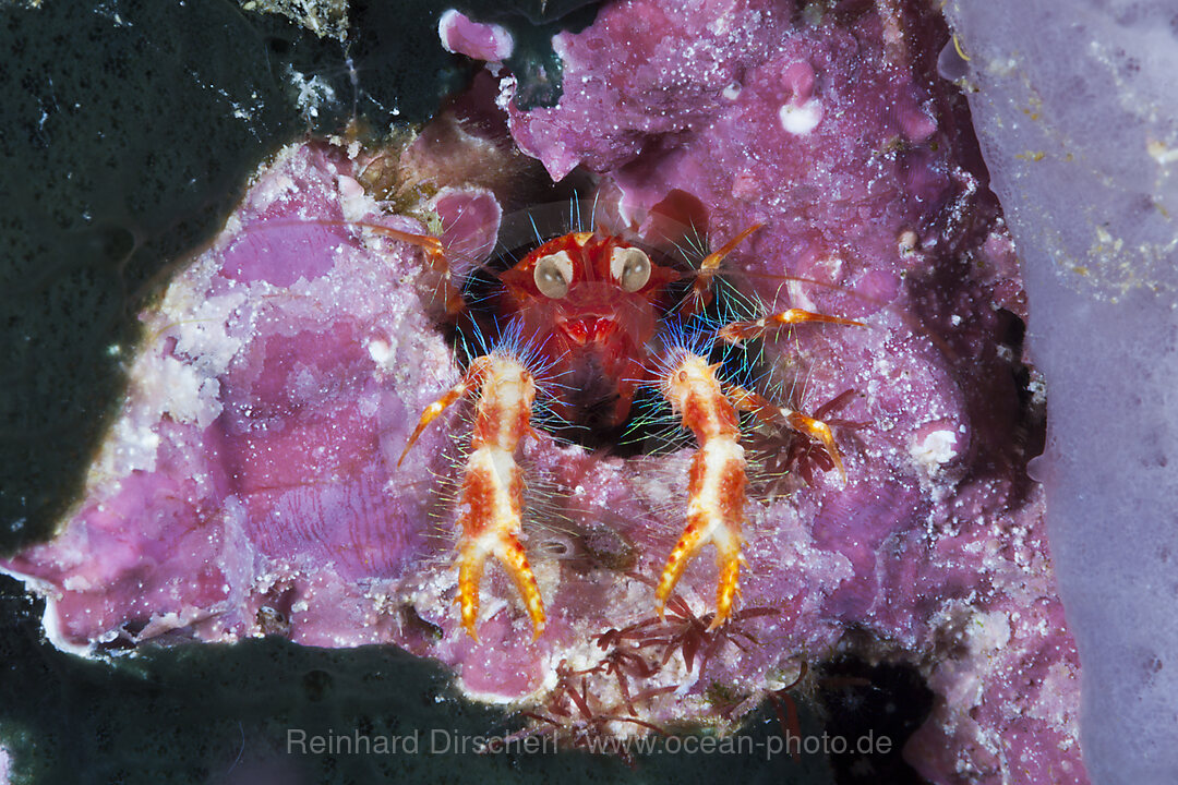 Colored Squat Lobster, Neomunida olivarae, Kai Islands, Moluccas, Indonesia