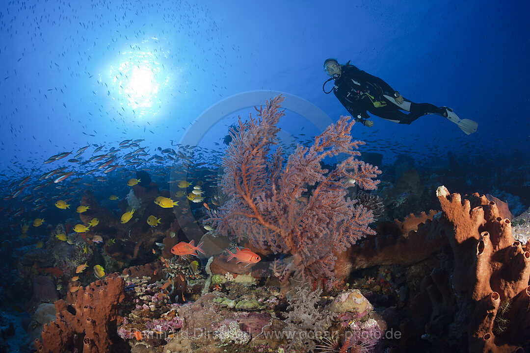 Korallenriff mit Gorgonie, Melithaea sp., Kai Inseln, Molukken, Indonesien