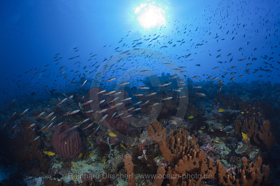 Shoal of Neon Fusilier, Pterocaesio tile, Kai Islands, Moluccas, Indonesia