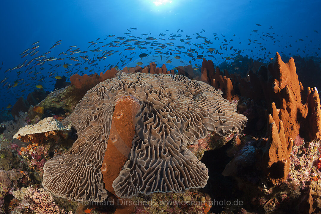 Coral Reef with Salad Coral, Pectinia lactuca, Kai Islands, Moluccas, Indonesia