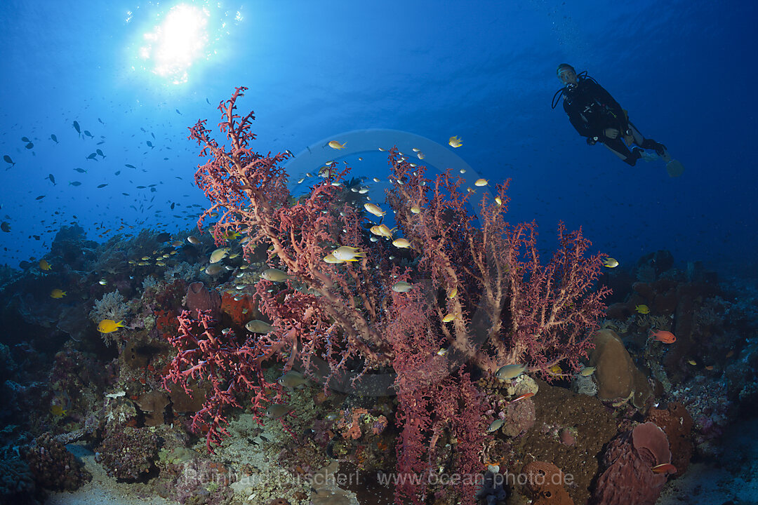 Godeffroys Soft Coral