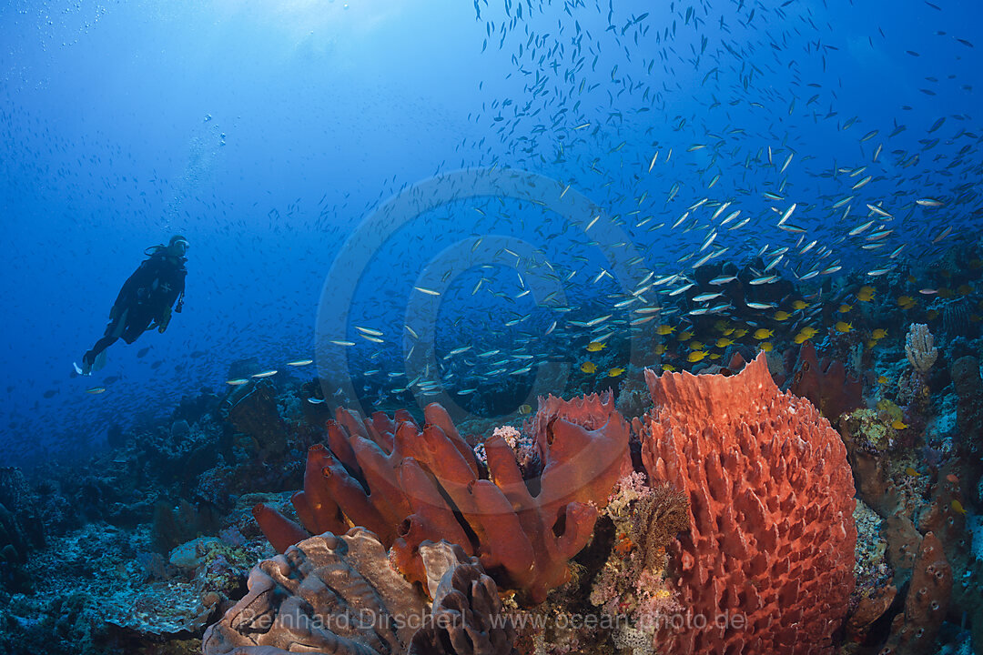 Colony of various Sponges, n/a, Kai Islands, Moluccas, Indonesia